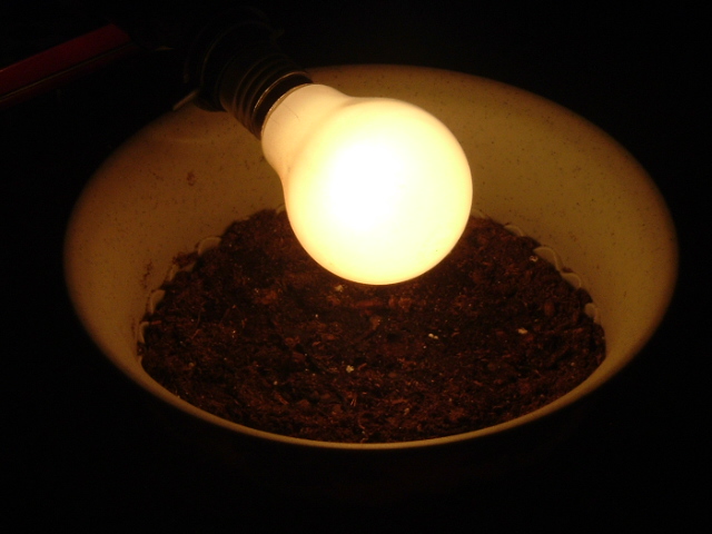 This is a close up pic of my container light and the soil