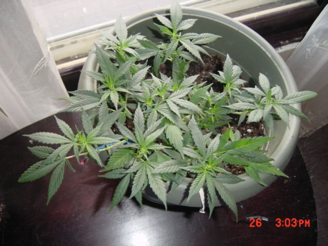 Northern Lights Clone