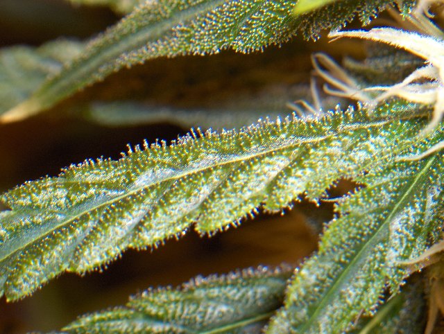 closeup look at the trichomes