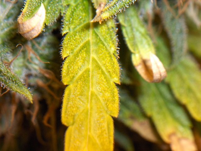 a few amber (degrading) trichomes