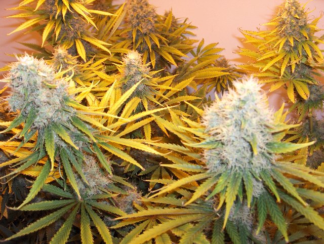 this strain has proven to be difficult at best to grow