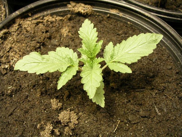 At 1 1/2 weeks. Notice the slight curling and warping of the leaves..i think its just genetics.