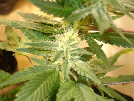 Even the Bottom most buds are of the highest quality on my short crop.