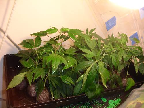 20 eight day old clones. Freshly misted, sitting on a heat pad.