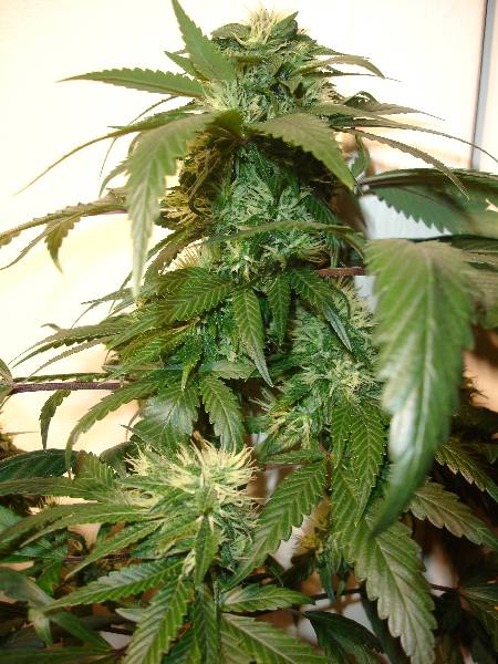 Big Buds, Not ripening fast enough, want to smoke. (Lush green foliage!)