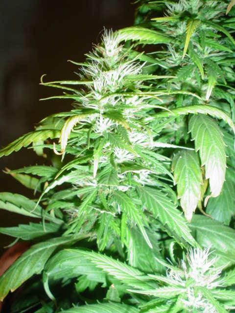 one of the bottom buds 32 days 12/12...