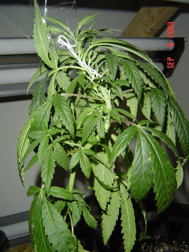 Another side view of bigger plant