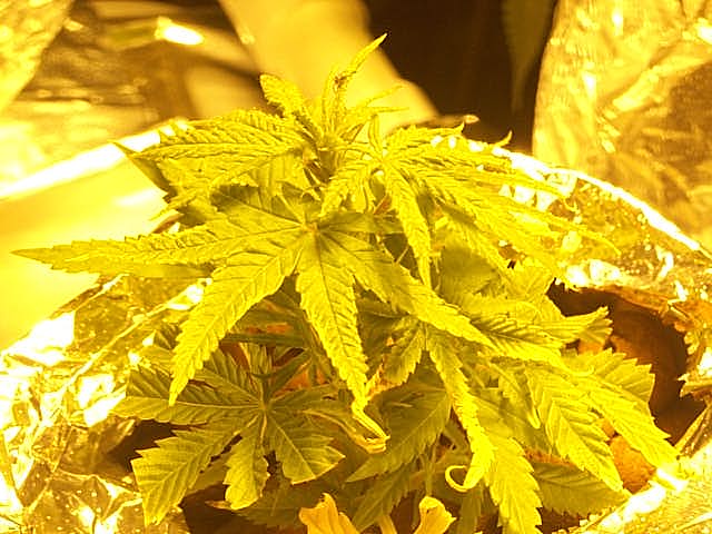 4 days in the hydro and she looks very happy,these things are growing so fast