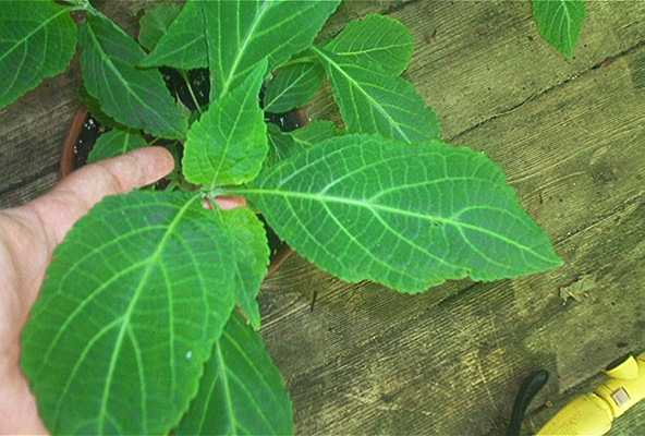 This is the leaf of a Salvia Divinorum