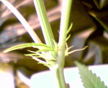 day 15 flower