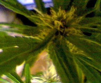 day 31 of flower