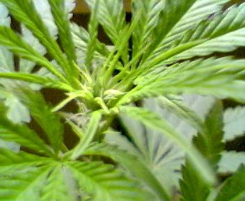 day 13 of flower