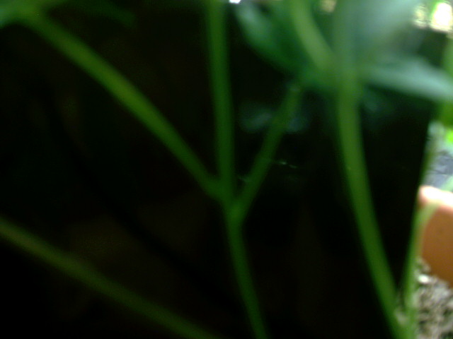 this is what a few of the nodes look like  on some of the inner branches.