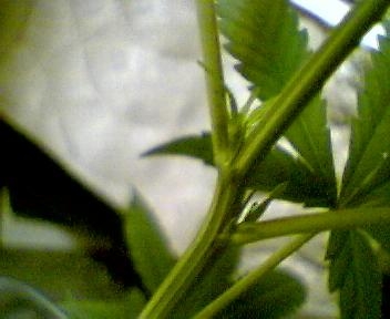day 13 of flower