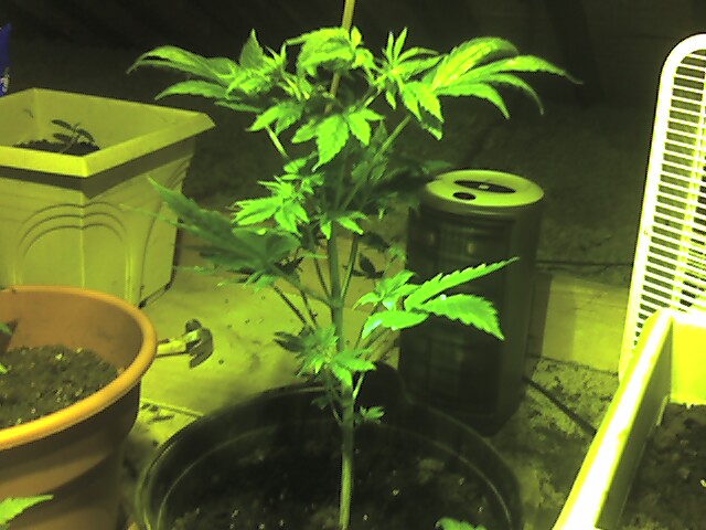 Bubblicious plant that I topped and it finally grew 2 potenial colas after about a week (biggest plant)