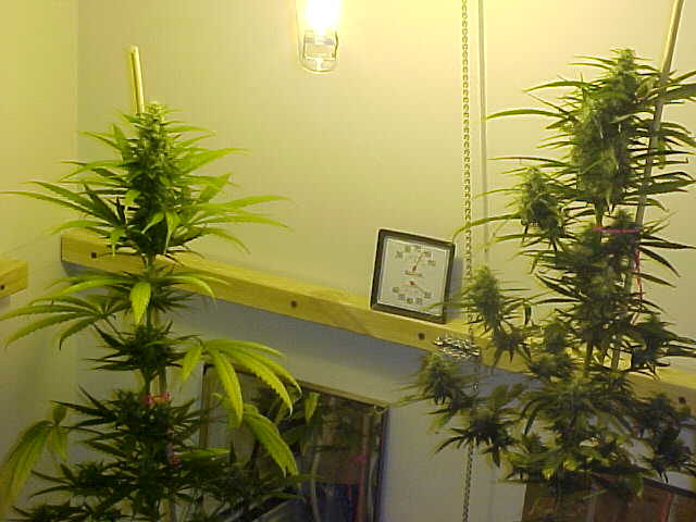 the one on the left is by far the ugliest plant i have ever grown but still has FAT ass buds & is some bad ass smoke