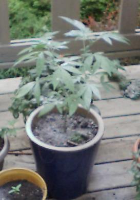Just dusted with Sevin. Seems to work well. This plant has 4 main branches. It has a very uniform shape.