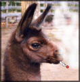 Llama puffin a fatty