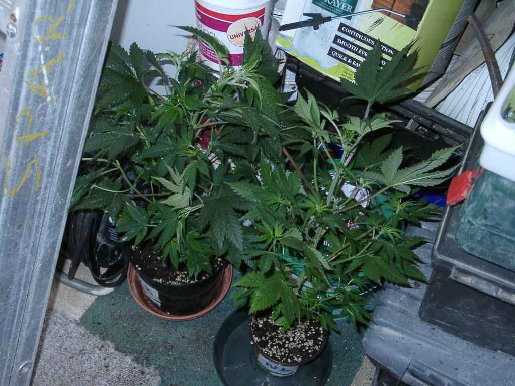 These 2 plants i cant tell if their male or female so i have put them somewhere dark so the pods or the hairs will grow. Only time will tell????