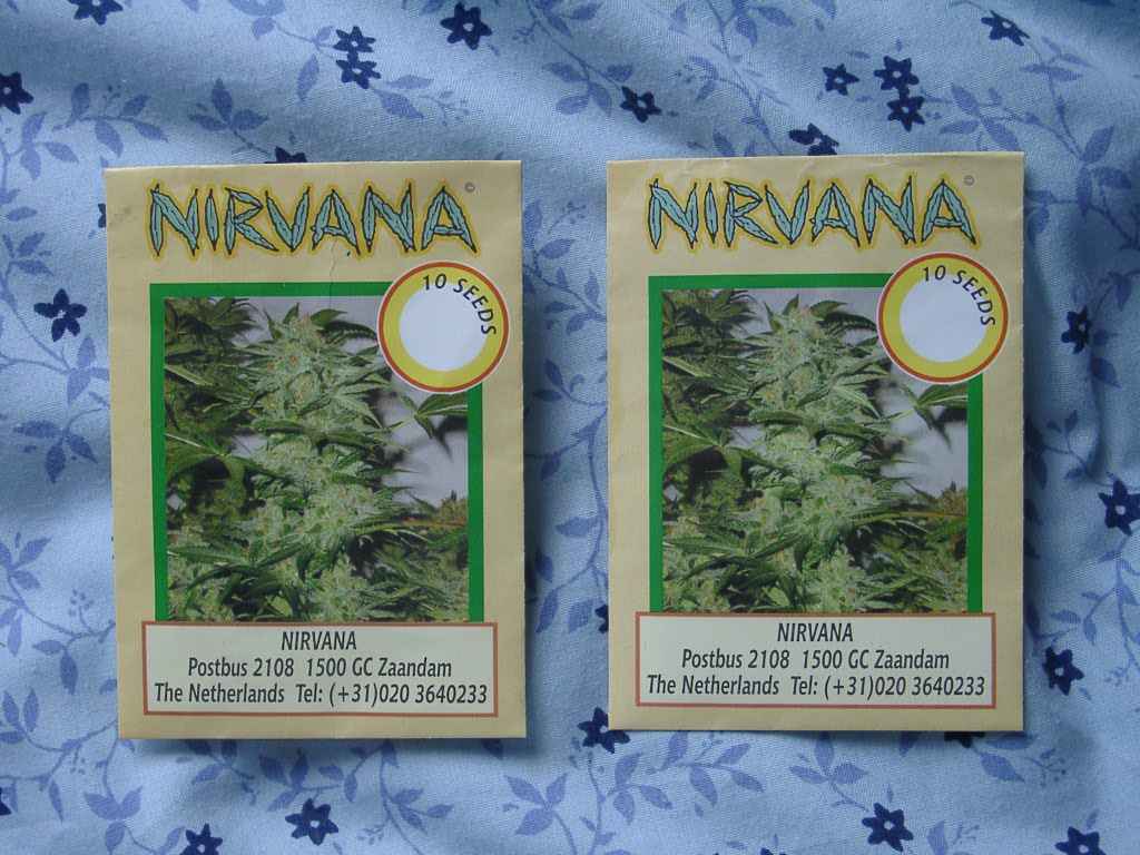 I bought these seeds from www.headsite.com. i recomend this site 2 anyone. My seeds are Northern Lights X Big Bud and White Rhino