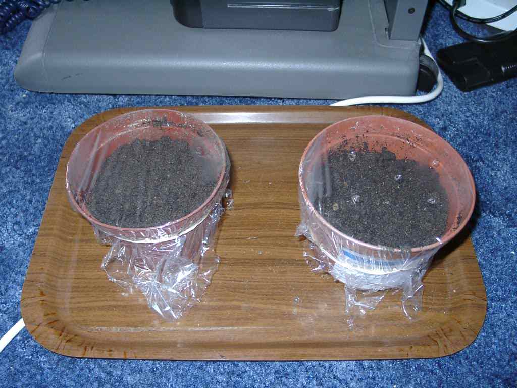 I placed 10 seeds in 2 pots with clingfilm over the pot to keep the humidity and moisture in.