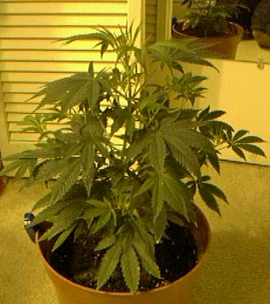 Full shot of female 2 @ 50 days of veg.