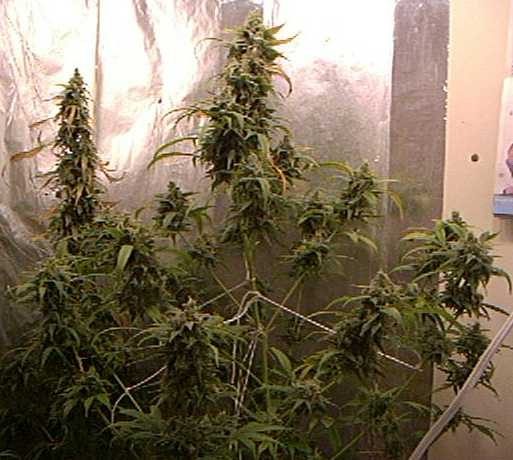 I'm harvest this babies at day 58. In this pic I already trim must of the fan leaves.