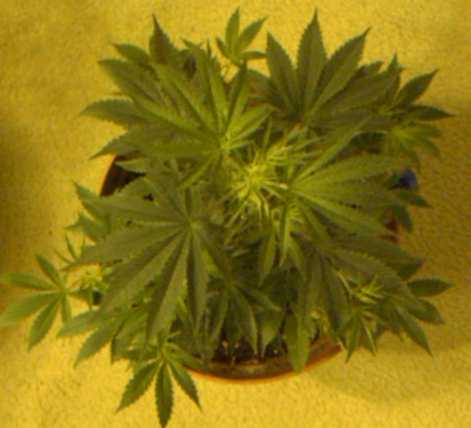 Female 2 top view @ 50 days of veg.