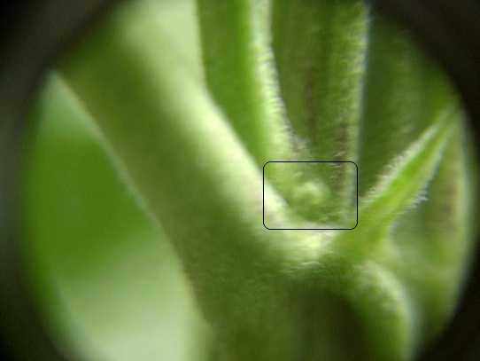 Picture of WW male preflower.