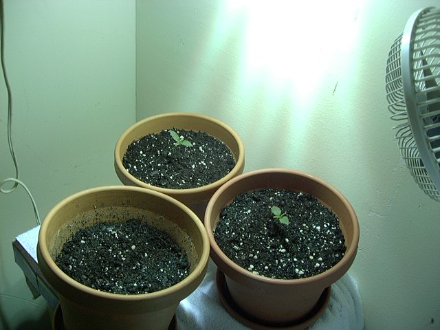Plants are 6 days old.