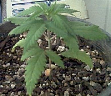  This one seams to be coming out of shock ......slowly but she's starting to show yellowness on the bottom leaves . :( (not good)