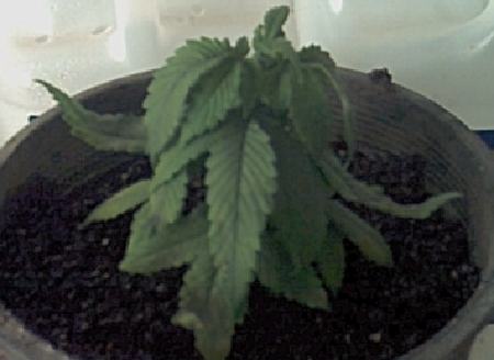 She may not make it ,I transplanted her into better soil. DAMMIT ,I'm so angry with myself right now. ARRRRGGGGG