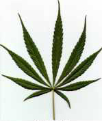 This is what a Sativa Leaf looks like