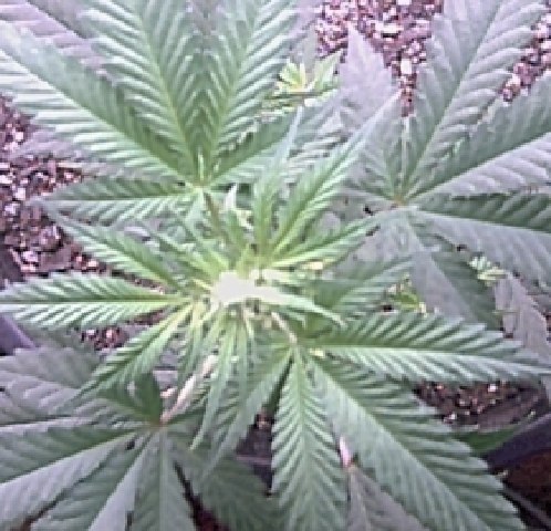  Well it seems my plant wants to flower. WTF ?????? These next 4 pics is showing the hairs and bud forming . I don't know if this is good or bad, I don't think the plant is fully matured..