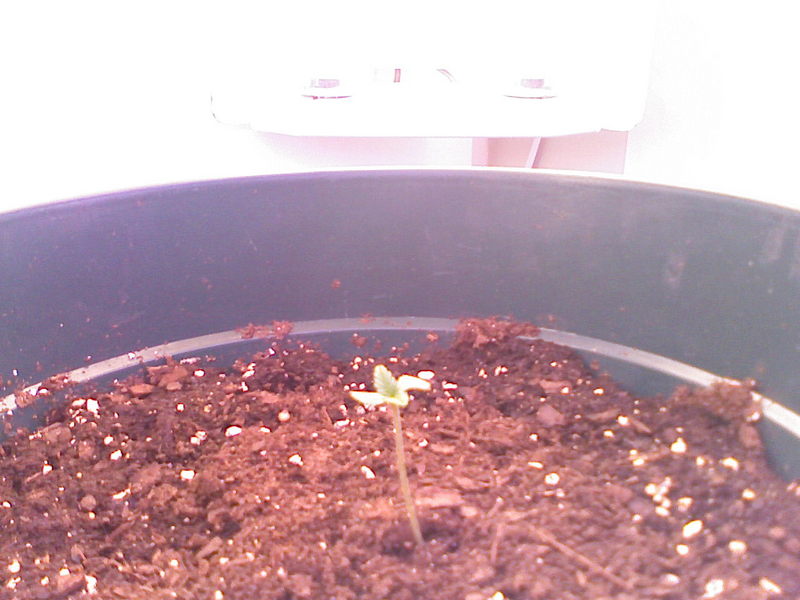 Day 4 - The little guy is pokin his head out of the dirt! 