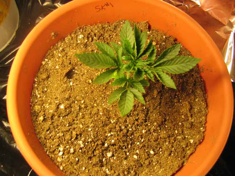 Growing like... well like a weed!