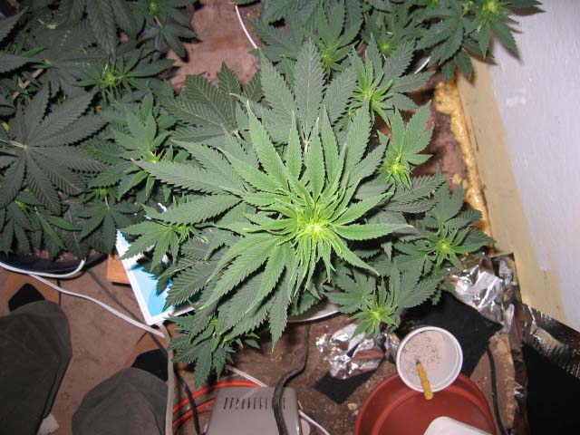 This is the smaller Skunk, also nice branching.