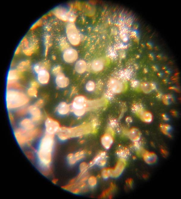 WW Trichome pic