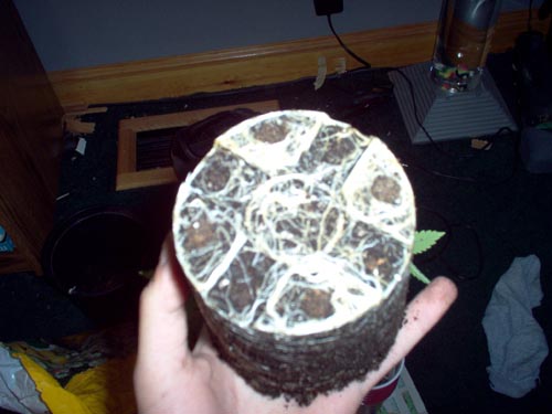 shot of root ball during transplant