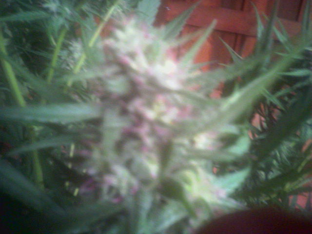 Another bud shot