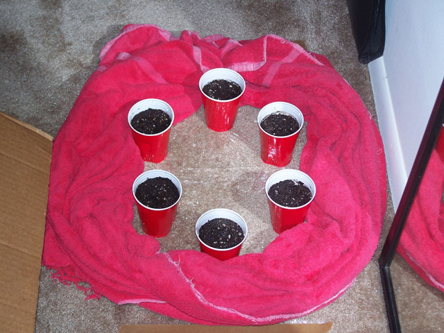 6 vented solo cups filled with soil, water, and potential! sitting on plastic wrap, surrounded by towel (so it soaks up runoff instead of the carpet, which I can't throw in the wash)