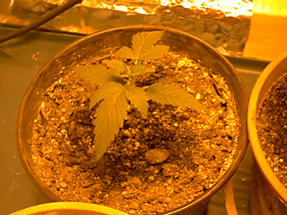 plant 3 at 11 days.