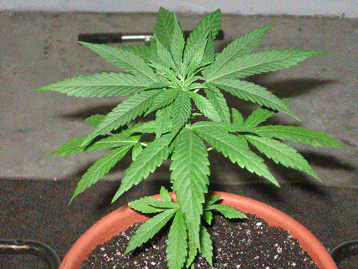 Now looking better, Able to tell its female. transplanted into a nice big pot.