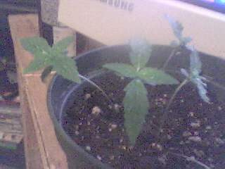About 3-4 days after sprouting, Only one plant made it.