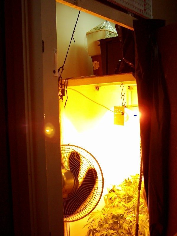 A photo of the grow room. At the top is the vegetative space where a couple of clones taken from the plants just before they went into the flowering room sit, and a new strain (White Satin) seeds have been planted.
I make sure that both spaces are kept clean and free from dead leaves and soil deposits, as that's how pests and diseases start!