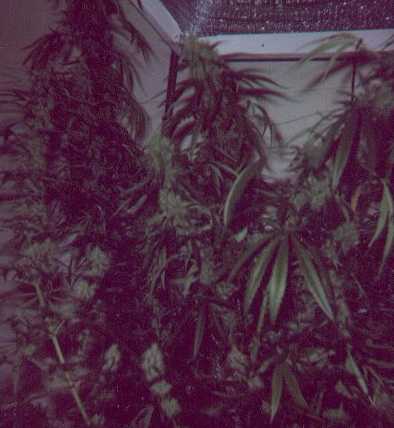 Inside@ 7 weeks flower, even under a 400 MH, these buds got big. Centre bud went 47g dry. 