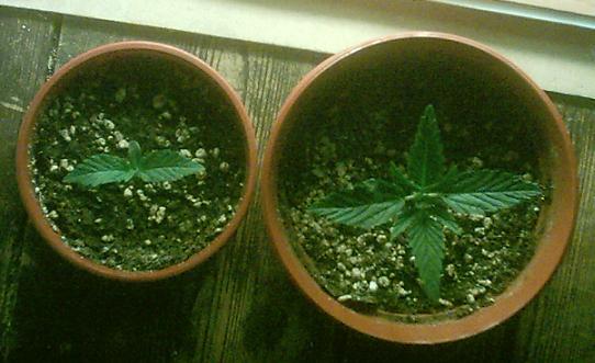 Pic of both seedlings, larger at day 10, smaller day 5