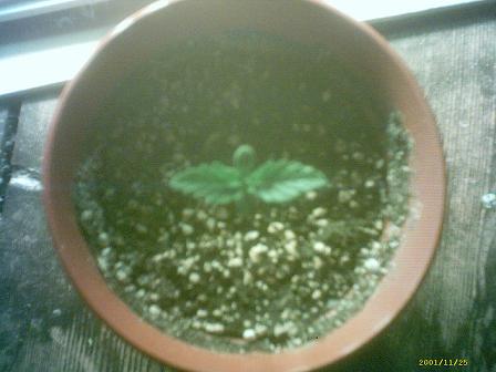 This seedling is about 5 days old (can't even remember when I planted it!). Keeping an eye to see if its growing fast enough under these CFL lights