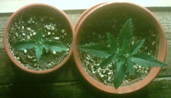 Here are the two seedlings at day 11 (the smaller few days behind) still both doing good. Hopefuly can get the HPS in soon