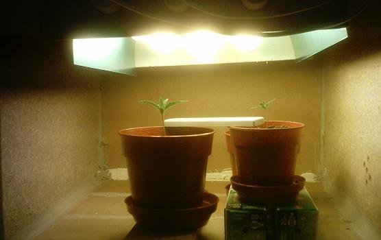 View of the two seedlings inside the growroom